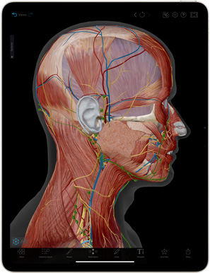 iPad Air에서 Human Anatomy Atlas 앱을 사용 중인 모습