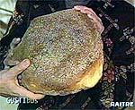 Pane